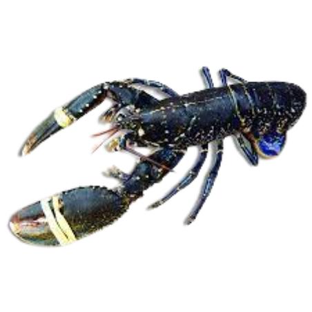 BOGAVANTE  AZUL FRESCO (VIVO) PVP.X.KG