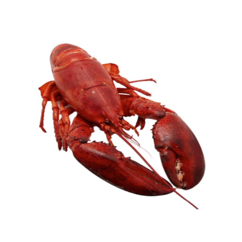 BOGAVANTE ROJO CRUDO E/VACIO PVP.X.KG