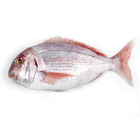 PARGO ROSADO +600.FRESCO.PVP X KG