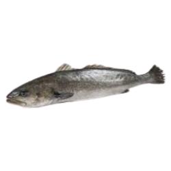 CORVINA ESTERO FRESCA AL CORTE X KG.