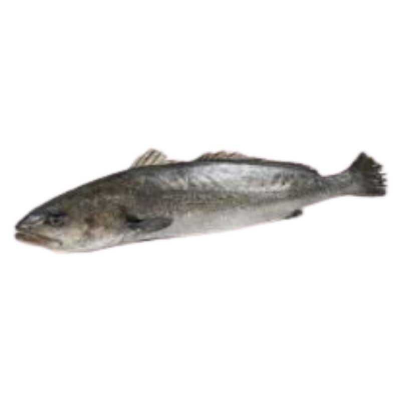 CORVINA ESTERO FRESCA AL CORTE X KG.