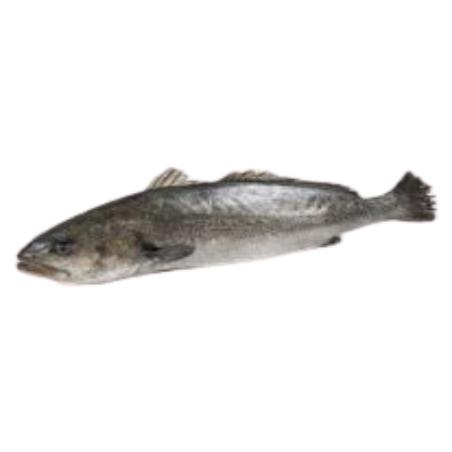 CORVINA ESTERO FRESCA AL CORTE X KG.