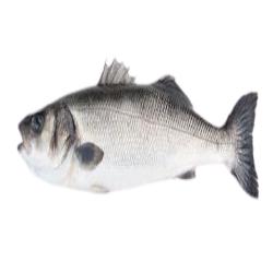 LUBINA AQUANARIA+1.50A2.KG.PVP.X.KG