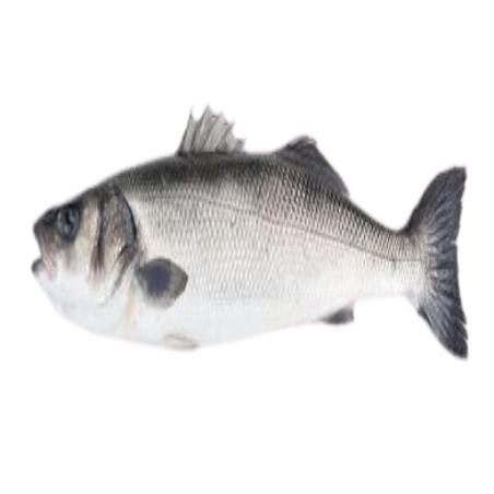 LUBINA AQUANARIA+1.50A2.KG.PVP.X.KG
