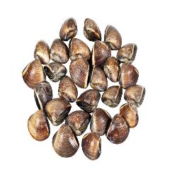 ALMEJA ENTERA MARRON PACIFICO 60/80 EXKIMO 1 KG